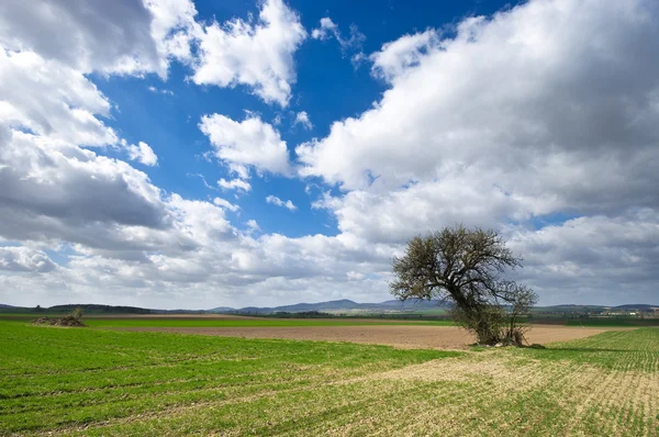 Vista agrícola com árvore e céu dramático — Fotografia de Stock