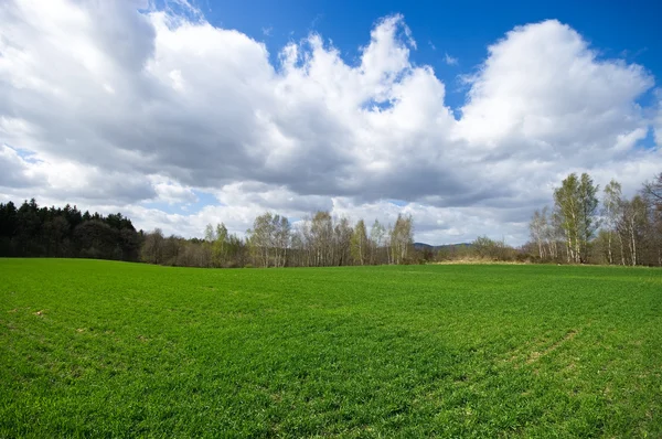 봄 동안 신선한 풀밭 — 스톡 사진