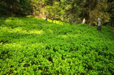 Forest with green bilberry undergrowth clipart