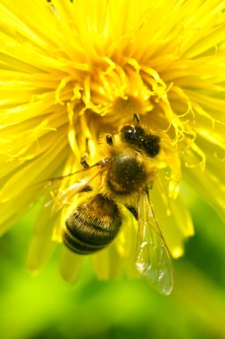 Karahindiba çiçeği üzerinde çalışan arı