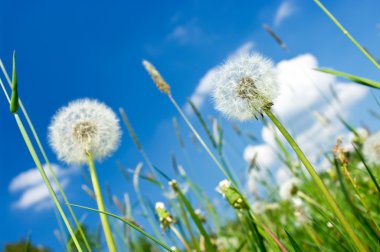 Dandelions çayır ve mavi gökyüzü üzerinde