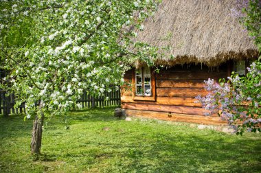 Rural scene with flowered trees and wooden cottage clipart