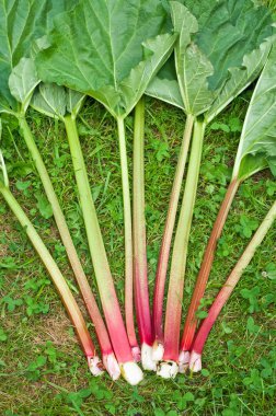 Fresh rhubarb on the grass surface clipart