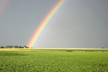 Beautiful rainbow over the green fields clipart