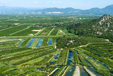 Agricultural area in Neretva river delta in Croatia clipart