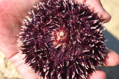 Sea urchin clipart