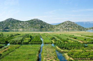 neretva Nehri Deltası Hırvatistan'ın tarım alanı