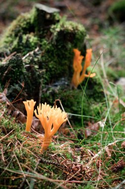 calocera değil