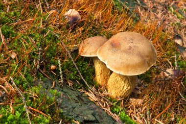 Two mushrooms in the forest clipart