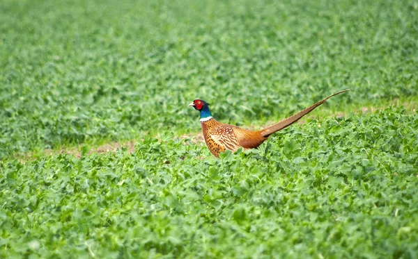 stock image Beautiful pheasant on green grass