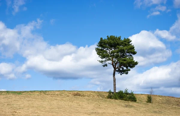 棵孤独的树和美丽的天空 — 图库照片