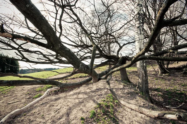 Старе дерево з дивними гілками — стокове фото