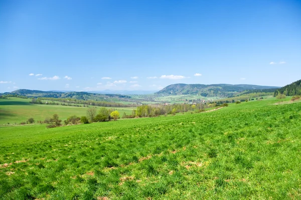 Fresh green scene during the spring — Stock Photo, Image