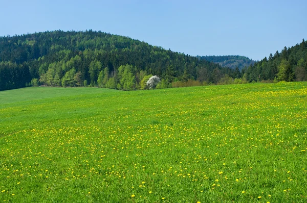 Весняна сцена з лісом і пагорбами — стокове фото