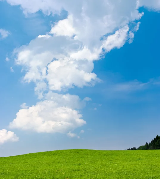 Сцена з зеленим лугом і блакитним небом — стокове фото