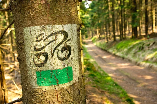 Bicycle tourist track in the forest — Stock Photo, Image