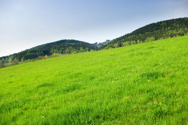 Свежий зеленый луг и лес — стоковое фото