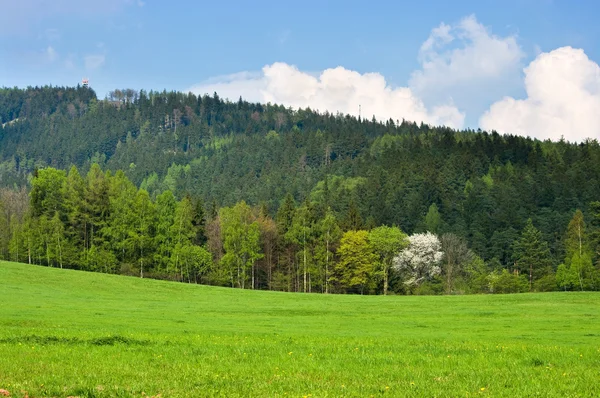Spring scene with meadow and forest — Stock Photo, Image