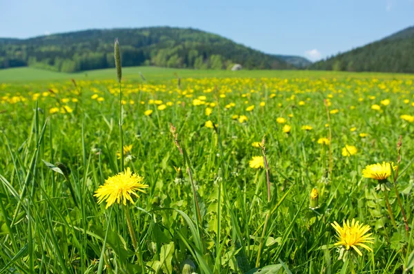 新鲜草甸与黄色的花朵 — 图库照片