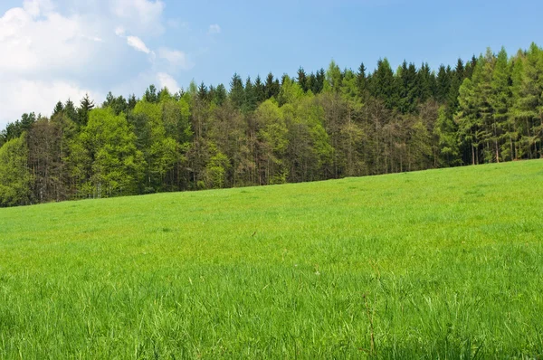 신선한 녹색 풀밭과 숲 — 스톡 사진