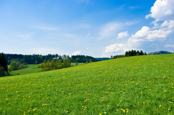 Green meadow — Stock Photo, Image