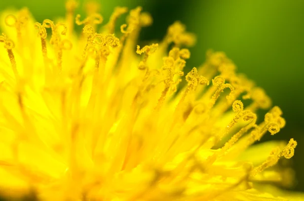 stock image Yellow stamens