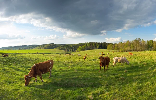 Группа коров — стоковое фото
