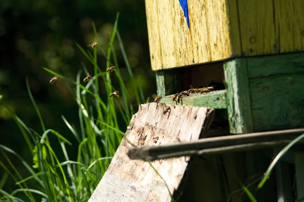 Bienen zu Hause — Stockfoto