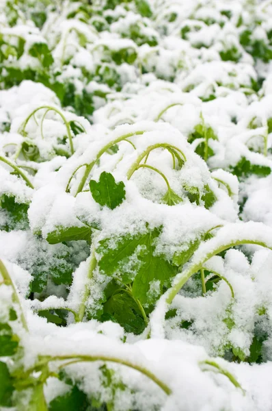 Снег на свежих весенних листьях — стоковое фото