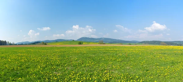 新鮮な緑の牧草地のパノラマ — ストック写真