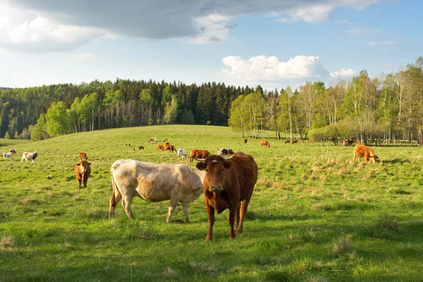 Mucche al pascolo verde — Foto Stock