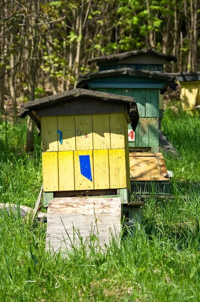 Rangée d'ruches — Photo