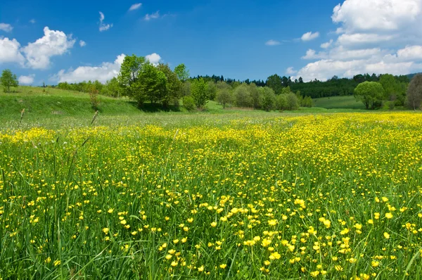 Grønn eng med gule blomster – stockfoto
