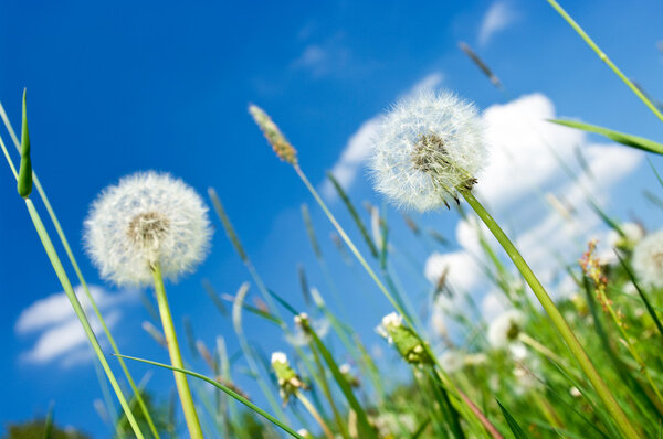 Dandelions on the meadow and blue sky