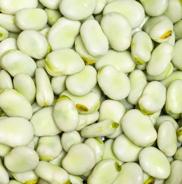 stock image A lot of broad beans