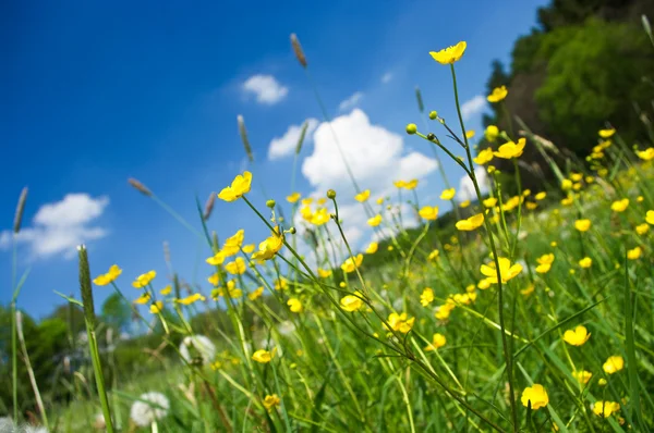 Meadow with a lot of buttercups — Stock Photo, Image