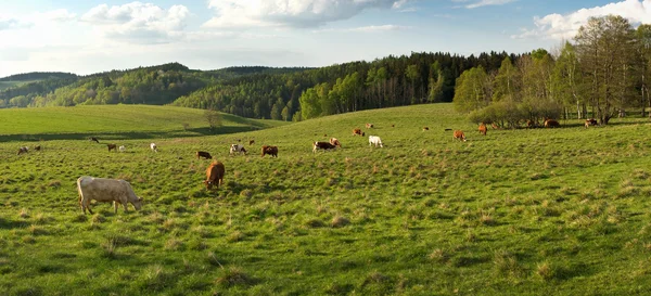 Landschap met groep van vee — Stockfoto