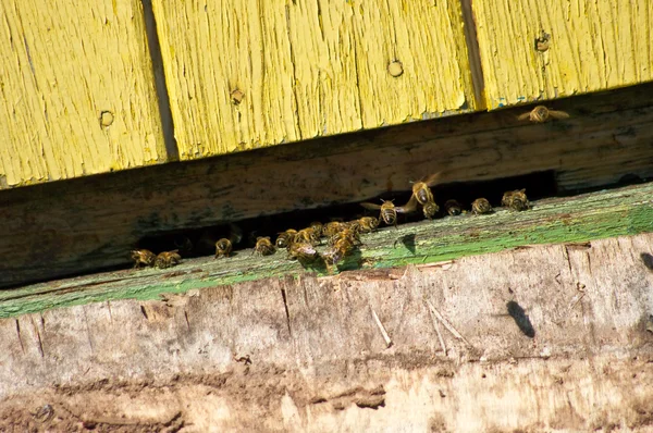 Pszczoły przy wejściu do ulu — Zdjęcie stockowe