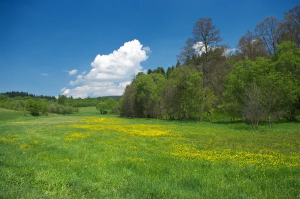 绿色草原与黄色的花朵 — 图库照片