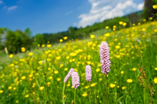 Grass and herbs on the meadow — Stock Photo, Image