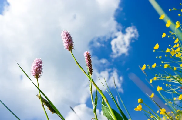 Herbs on the meadow and blue sky — Stock Photo, Image
