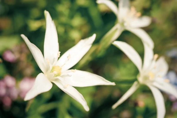 stock image White flowers in pastel tones