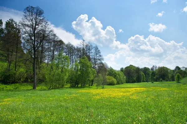 Зелений луг з весняними квітами — стокове фото