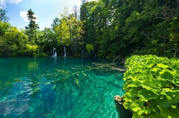 Schöner See im Wald, plitvice, Kroatien — Stockfoto