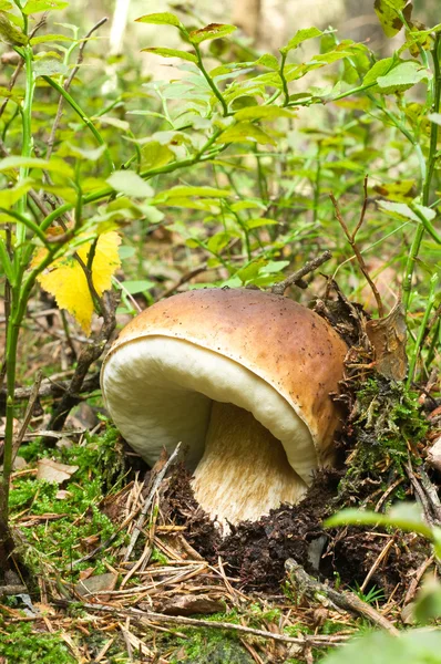 Boletus in the forest — Stock Photo, Image