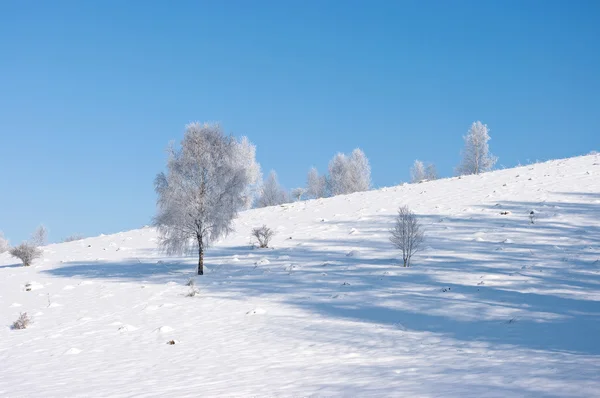 Tranquillo scenario invernale con pochi alberi — Foto Stock