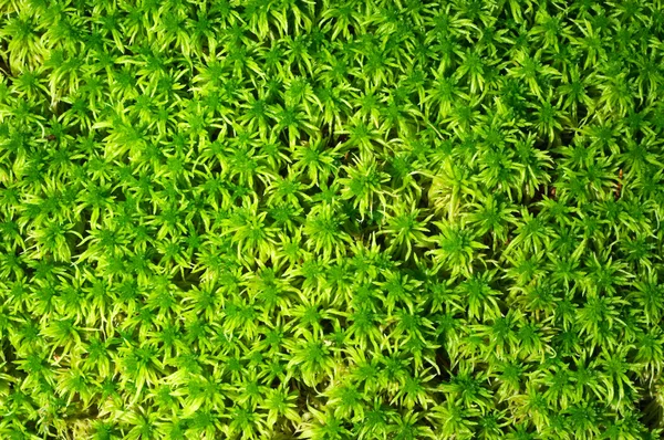 Moss surface — Stock Photo, Image