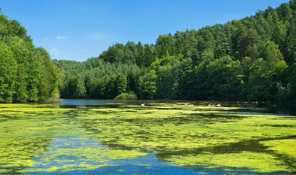 Ormandaki gölet. — Stok fotoğraf