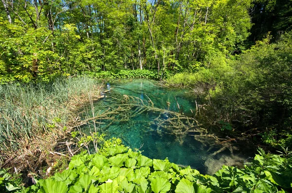 Vackra sjön i skog, plitvice, Kroatien — Stockfoto