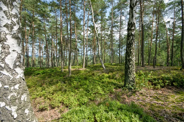 Wewnątrz lasu — Zdjęcie stockowe